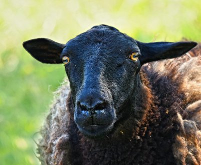 На Закарпатті обрали найкрасивішу вівцю