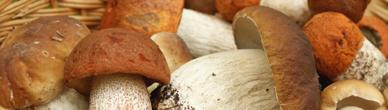 У 2019 році Росію накриє «грибна лавина»?