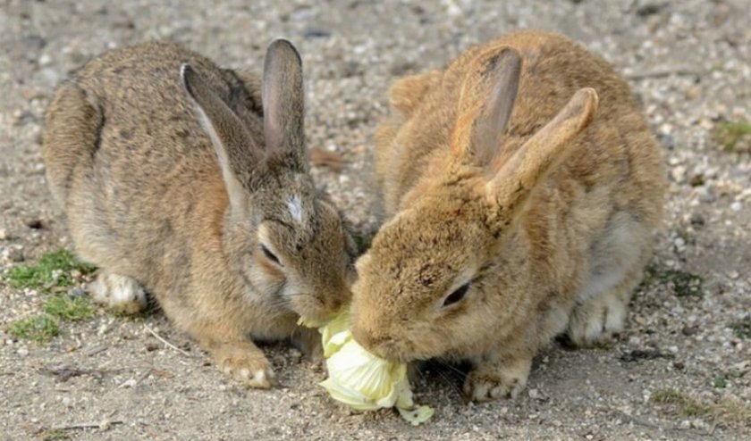 Капуста для кроликов