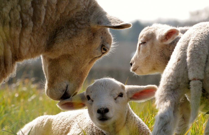 На Закарпатті обрали найкрасивішу вівцю На Закарпатті обрали найкрасивішу вівцю