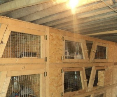Як зробити клітки Золотухіна для кроликів своїми руками