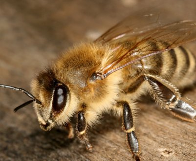Які бджоли знаходять дорогу додому
