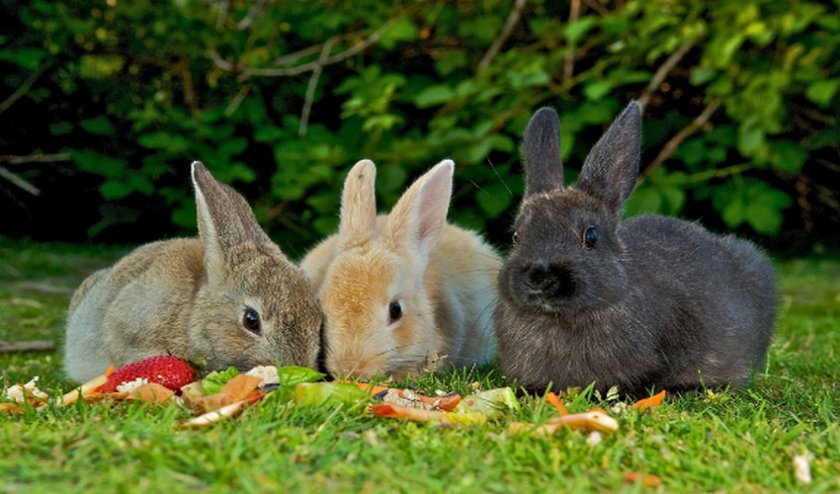 Капуста для кроликов