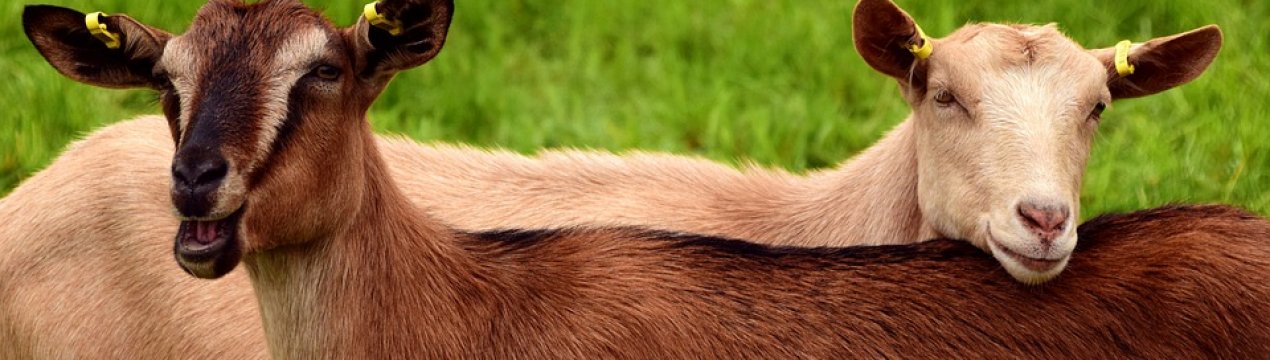 Українські кози вперше вийдуть на «Ринг»