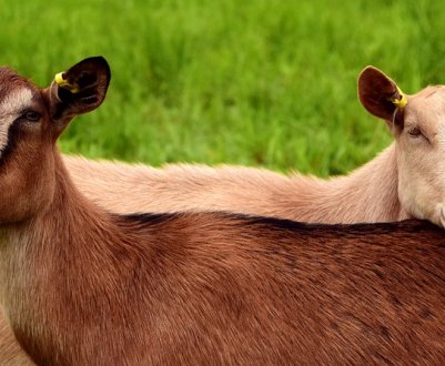 Українські кози вперше вийдуть на «Ринг»