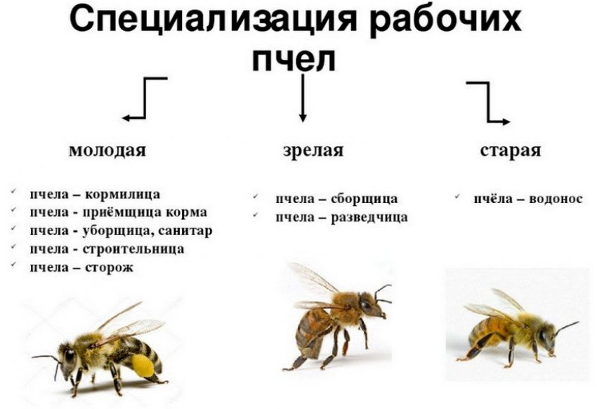 Спеціалізація робочих бджіл Спеціалізація робочих бджіл