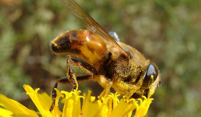 Трутень бджіл Трутень бджіл