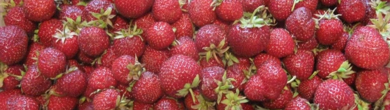 Сорт клубники пандора поздний сорта. . Сорт клубники пандора поздний сорта фото. Сорт клубники пандора поздний сорта-. картинка Сорт клубники пандора поздний сорта. картинка . Есть сорта клубники, о которых известно практически всё. Это старые проверенные «бойцы» на ягодном фронте или новинки, которые уже стали любимчиками и не первый год успешно радуют нас своими отличными урожаями. А есть те разновидности, вокруг которых создаётся «ореол таинственности», информация о них вроде и доступна, но её или очень мало, или же она кардинально противоположная. Зачастую это происходит благодаря интернету, ведь многие сайты бездумно копируют данные друг у друга, искажая их и добавляя каждый раз что-то от себя. В результате частенько получаются просто фантастические рассказы, которые только запутывают садоводов. Или заставляют сделать неправильный выбор растений для посадки на своём участке. Одной из таких «темных лошадок» волей-неволей стал британский сорт с вот уже 30-летней историей — Моллинг Пандора или просто Пандора. А вот что представляет из себя эта клубника на самом деле и почему о ней столько противоречивых данных и непонятных характеристик — об этом расскажем ниже.