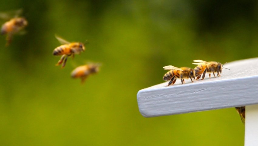 Повернення бджіл по природному навігатора Повернення бджіл по природному навігатора