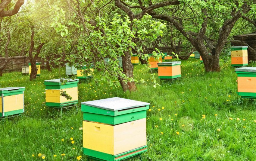 Ландшафтне орієнтування для бджіл Ландшафтне орієнтування для бджіл