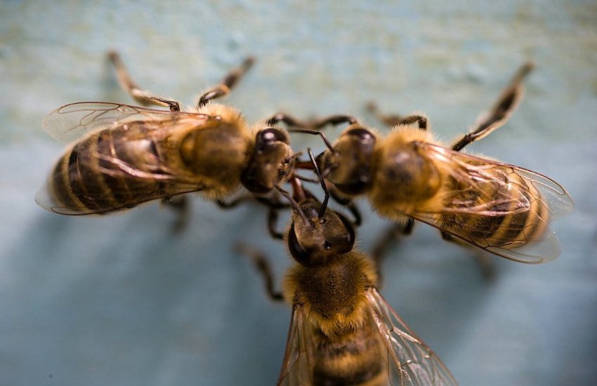 Бджоли-розвідники Бджоли-розвідники