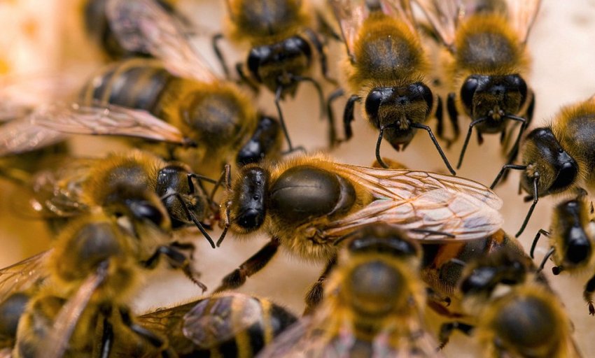 Танець бджоли Танець бджоли