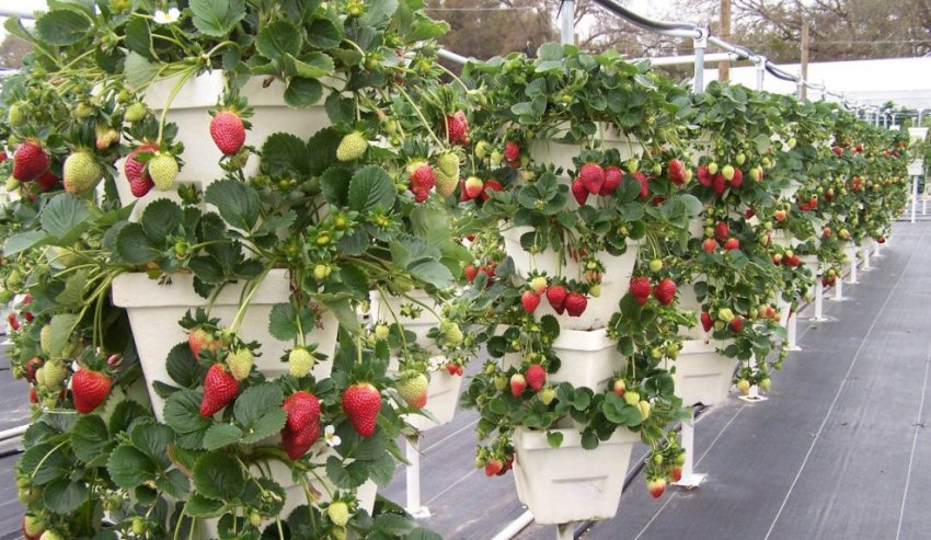 Плетущая полуниця