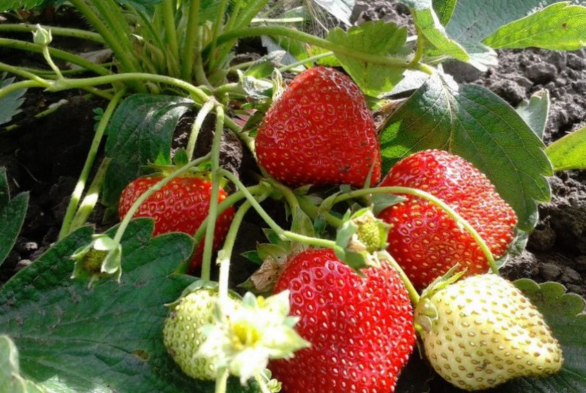 Полуниця Єлизавета 2