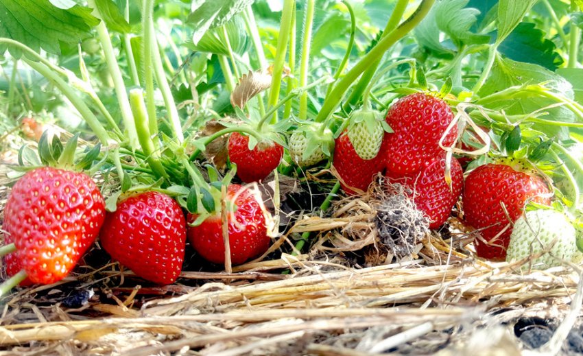 Полуниця Єлизавета