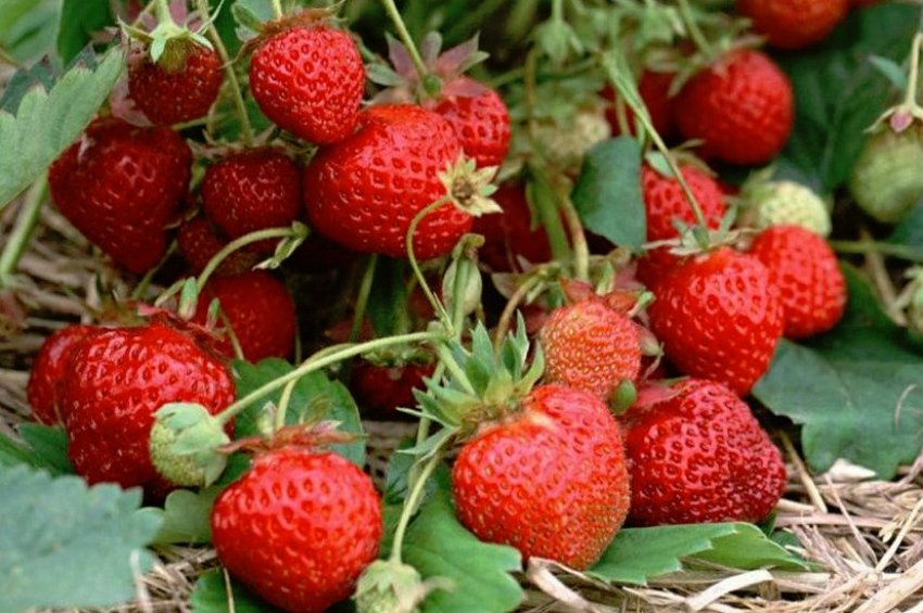 Полуниця Остара