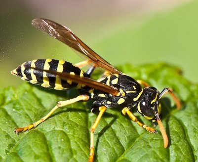 Для чого потрібні оси