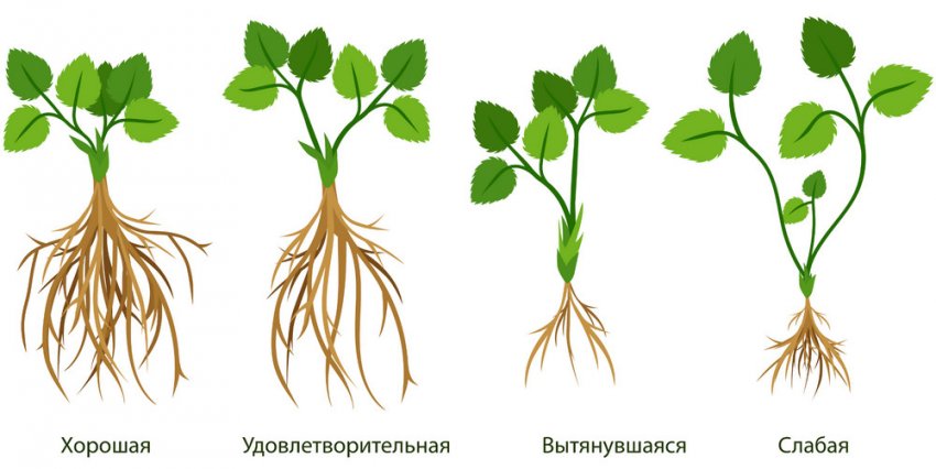 Растение клубника московский деликатес. 77352.prhyso.850. Растение клубника московский деликатес фото. Растение клубника московский деликатес-77352.prhyso.850. картинка Растение клубника московский деликатес. картинка 77352.prhyso.850. В результате скрещивания сортов селекционеры получают гибриды с улучшенными качествами. В зависимости от длительности адаптационного периода и показателей урожайности, эти сорта становятся востребованными либо перестают пользоваться спросом. Клубника Московский деликатес – это гибрид, который получил широкое распространение на территории центральной Европы.