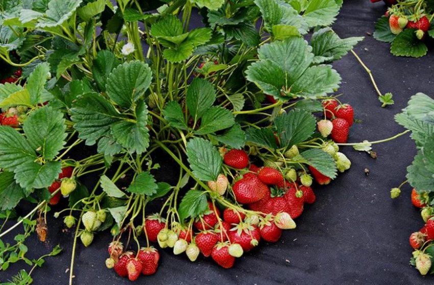Полуниця полуниця Домашній делікатес