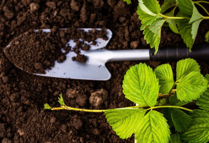 Грунт для посадки полуниці