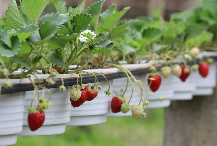 Полуниця в підвісних горщиках