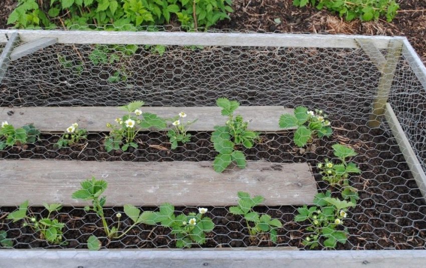 Висаджування розсаду у відкритий грунт з використанням сітки