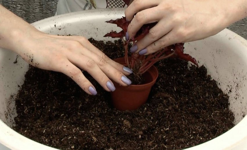 Пересадка бегонії