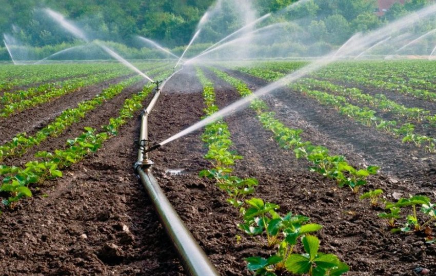 Полив полуниці методом дощування