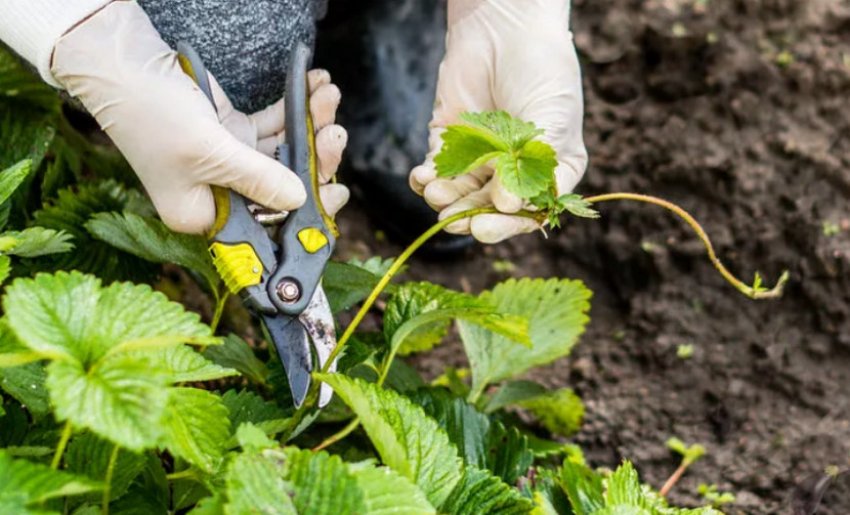 Обрізування вусів суниці