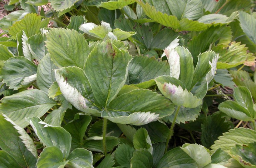 Борошниста роса на листі полуниці