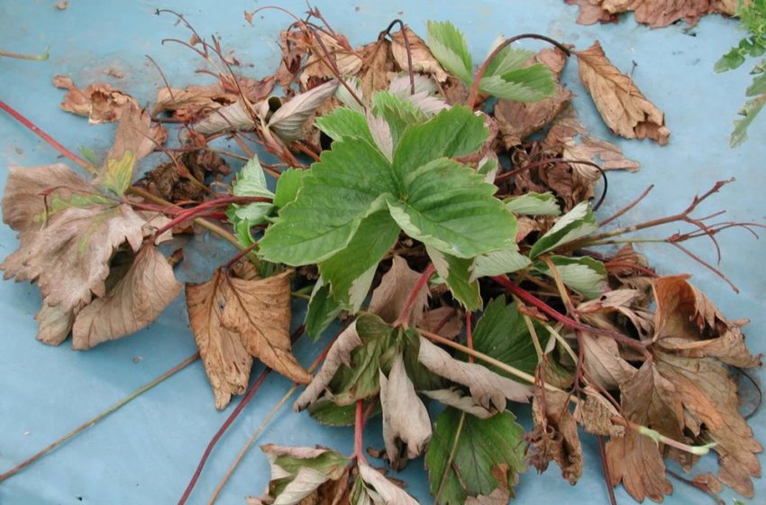 Фузаріозне в'янення полуниці