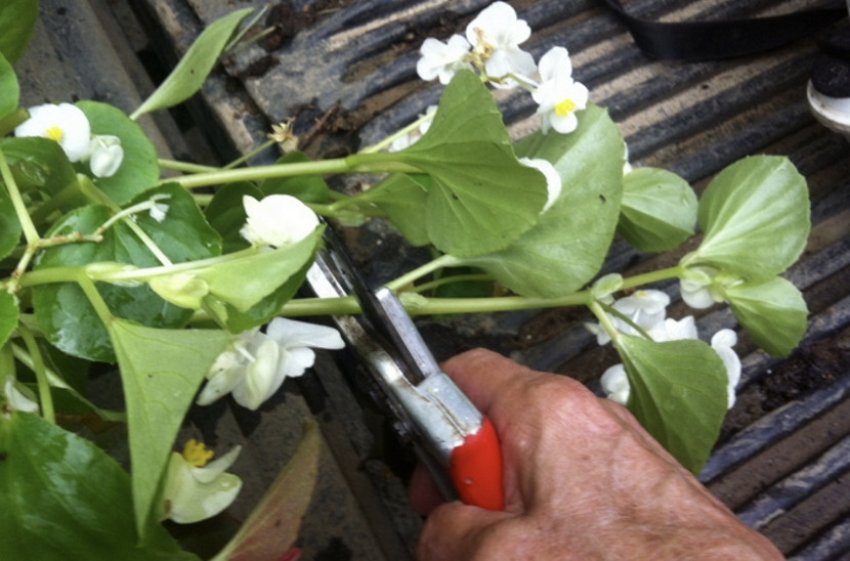 Обрізка бегонії