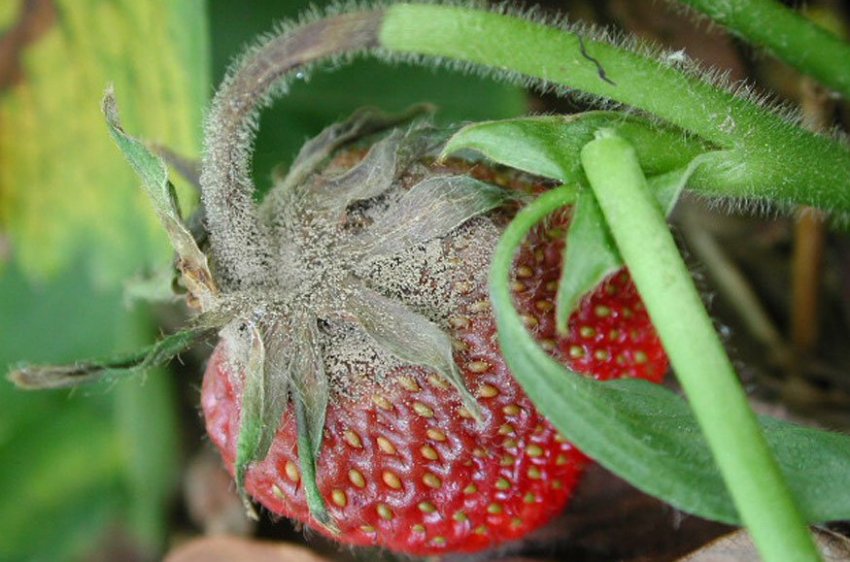 Сіра гниль на суниці