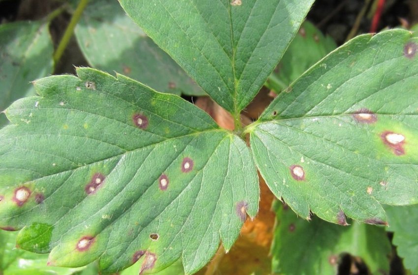 Біла плямистість на листках полуниці