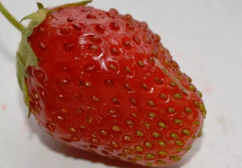 Сунична нематода