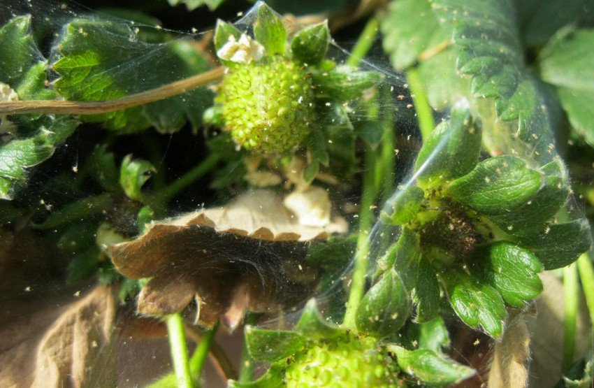 Павутинний кліщ на полуниці