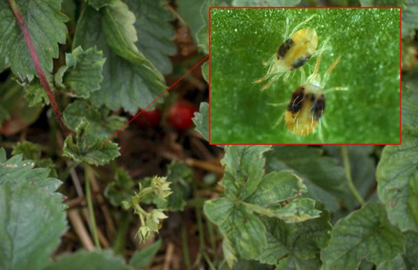 Суничний кліщ на полуниці