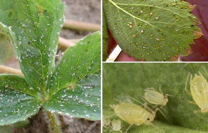 Попелиця на листках полуниці