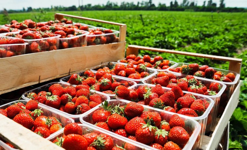 Зберігання полуниці