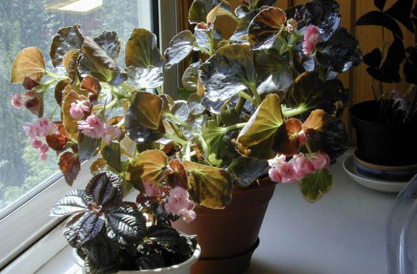Бегонія на підвіконні