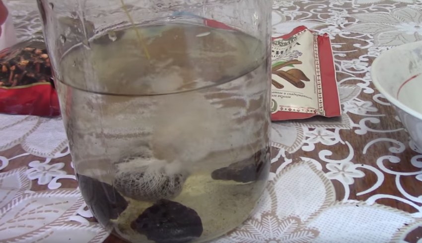 настойка на черносливе на самогоне рецепт. вино из чернослива. самогон на черносливе рецепт. самогон на черносливе. наливка из чернослива.