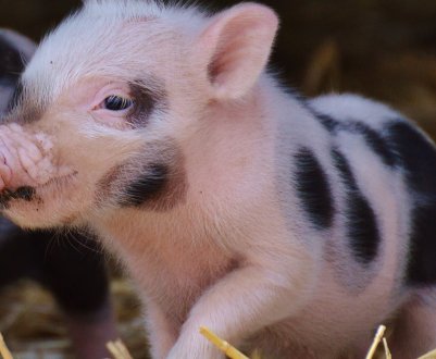 Львівський фермер влаштував скотомогильник під відкритим небом