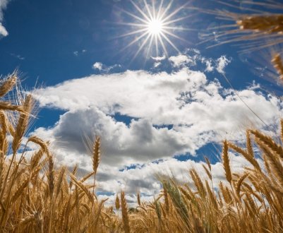 Вперше за десять останніх років Австралія імпортує пшеницю