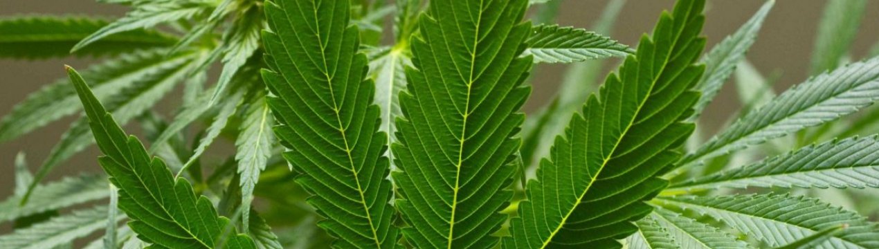 У Канаді після легалізації різко підскочили продажі рекреаційного канабісу