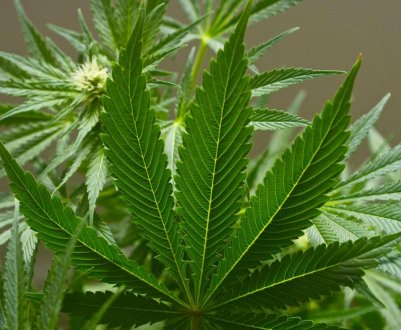 У Канаді після легалізації різко підскочили продажі рекреаційного канабісу