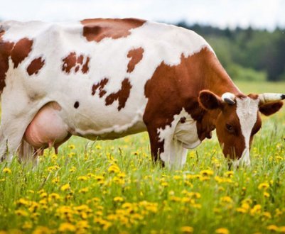 Як визначити охоту в корови