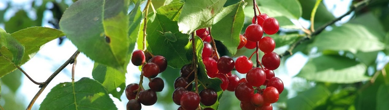 Церападус и падоцерус — гибрид черёмухи и вишни: полезные свойства, отличительные особенности