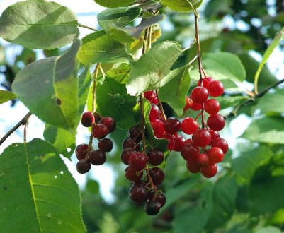 Церападус і падоцерус — гібрид черемхи і вишні: корисні властивості, відмінні особливості