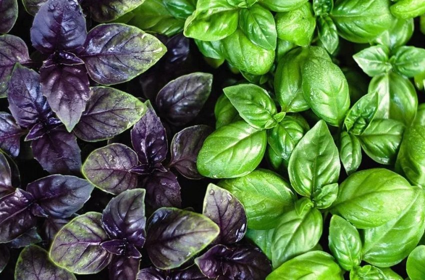 Фермер з Києва зелень вирощує на стелажах без грунту