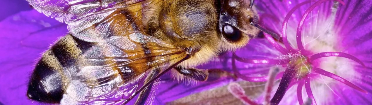 Пасічники Тернопільської області лягали під колеса трактора, щоб захистити від загибелі бджіл